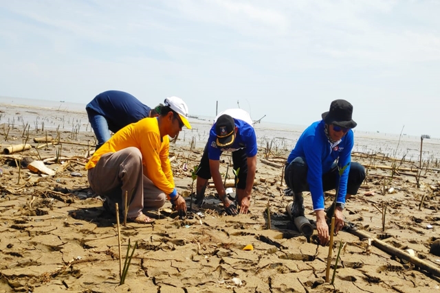 Indah Kiat Tanam 110 Ribu Bakau untuk Dukung Restorasi Pesisir Pantai Utara Serang